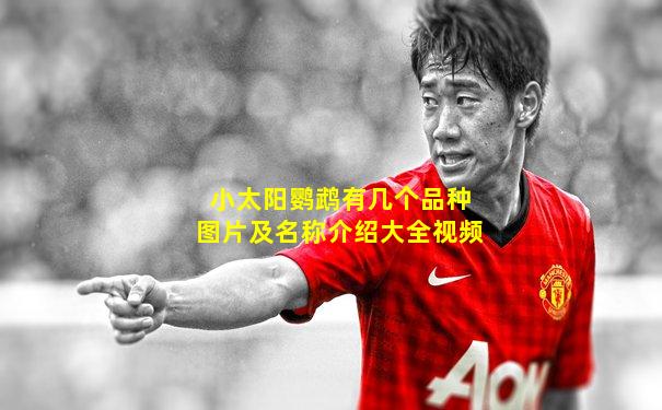 小太阳鹦鹉有几个品种图片及名称介绍大全视频